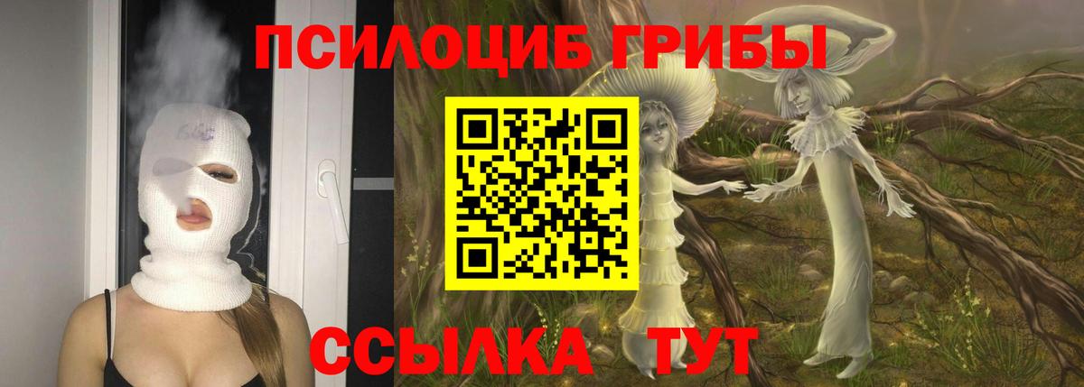 Псилоцибиновые грибы Psilocybe Ульяновск